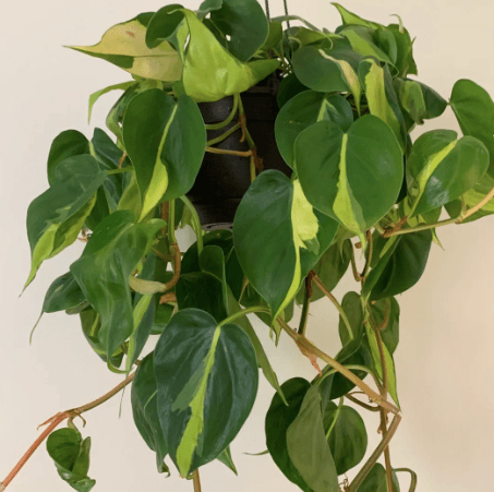 Philodendron Scandens Brasil descendant - Rouge pivoine Fleuriste Caen