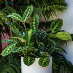 Maranta Lemon Lime